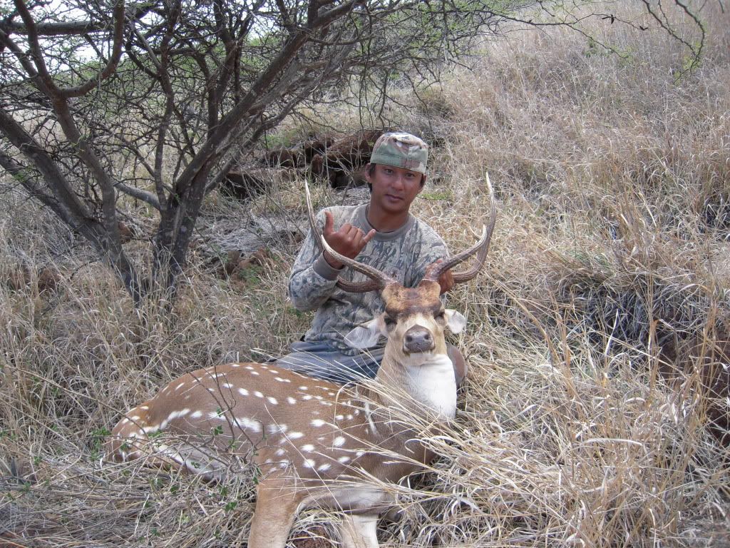 axis deer hunting lanai hawaii axis deer hunting lanai hawaii
